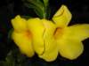 gulablommor_small.jpg