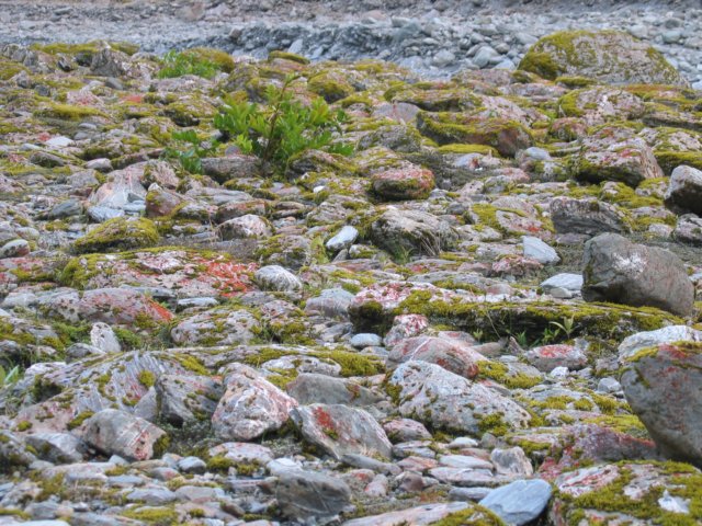 natur2.jpg