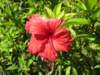 rdblomma_small.jpg