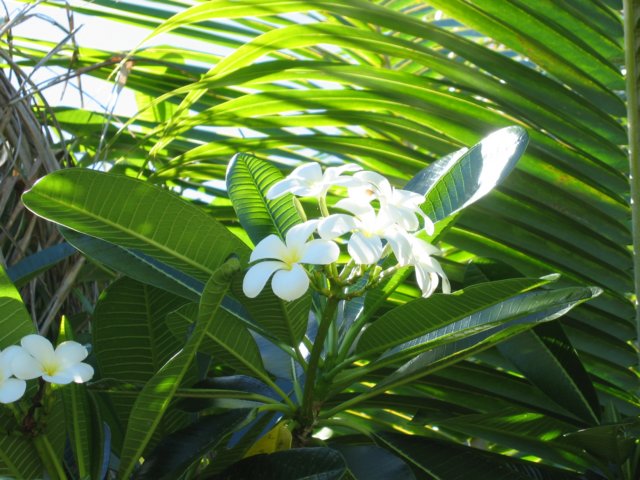 vitblomma.jpg