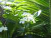 vitblomma_small.jpg